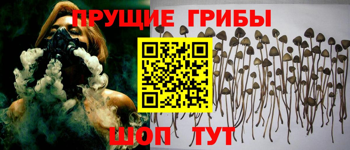 Чусовой  Галлюциногенные грибы Psilocybe  Вход с VPN 